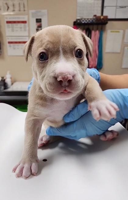 Milly, a Adoptable mixed breed in Phoenix, AZ image 3/3