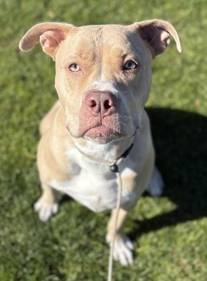 Enlarge Milly, a Adoptable mixed breed in Phoenix, AZ image 3/3