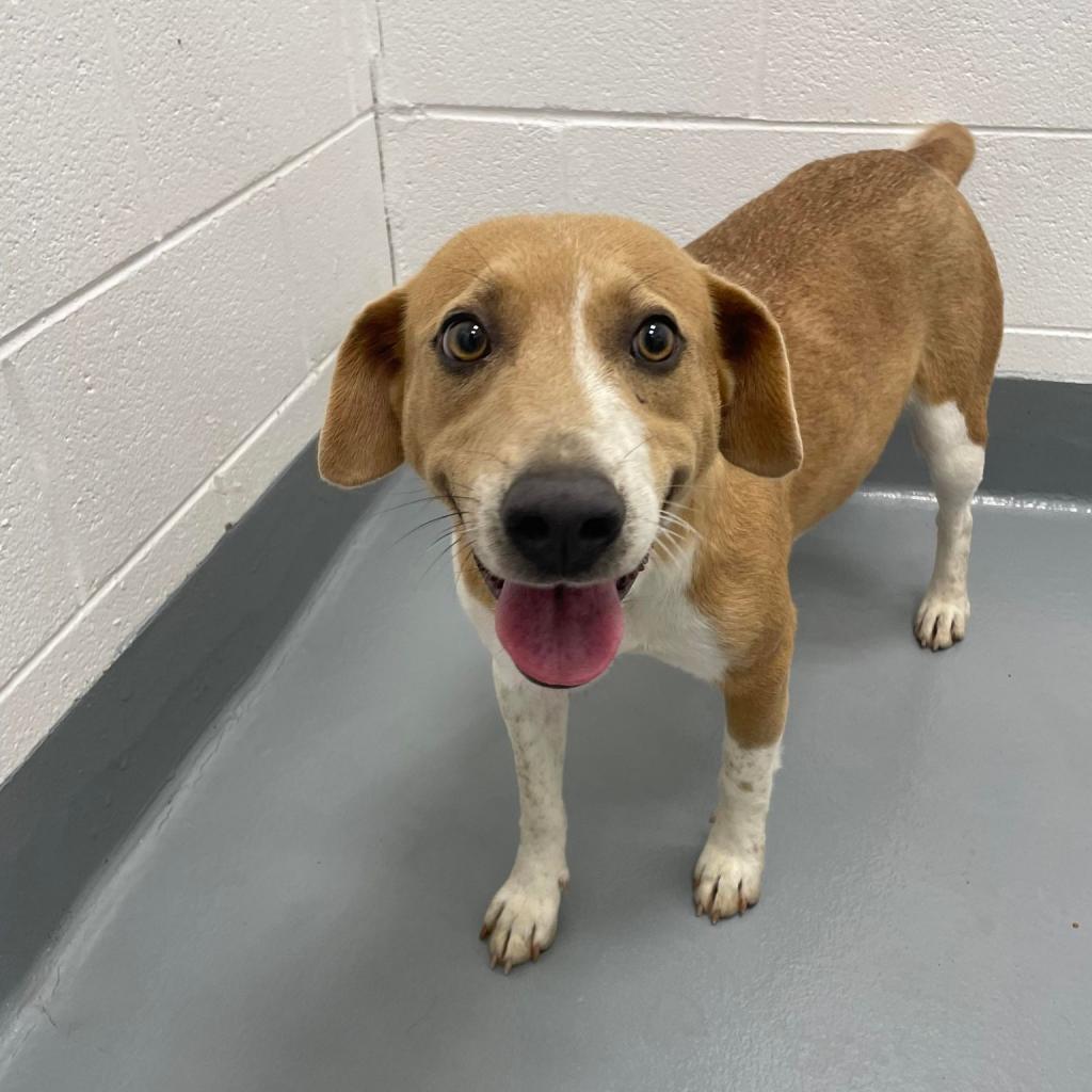 Claire, Adoptable, Adult Female Labrador Retriever & Beagle.