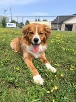 Ollie, a ADOPTABLE mixed breed in Whitby, ON image 1/3
