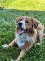 Ollie, a ADOPTABLE mixed breed in Whitby, ON image 3/3