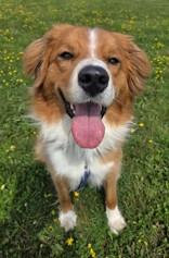 Ollie, a ADOPTABLE mixed breed in Whitby, ON image 2/3
