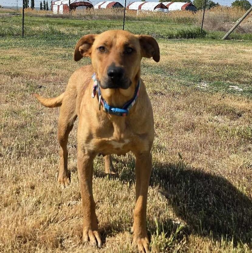 Enlarge Heartline, a Adoptable Mixed Breed in Othello, WA image 1/5