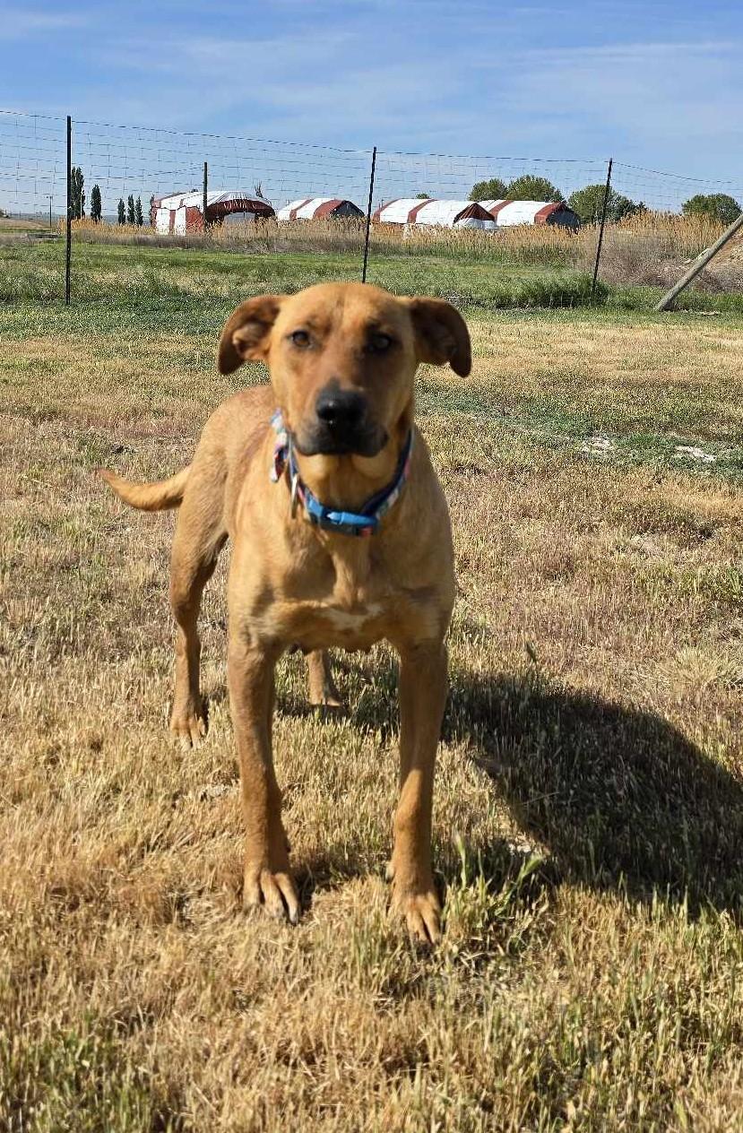 Heartline, a Adoptable Mixed Breed in Othello, WA image 1/5