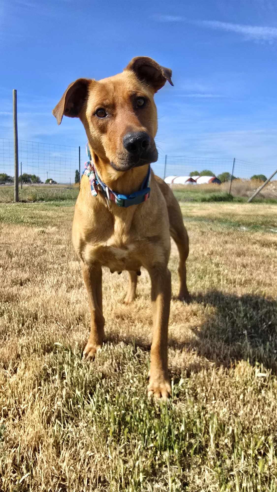 Heartline, a Adoptable Mixed Breed in Othello, WA image 2/5