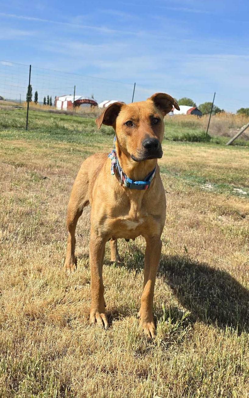 Heartline, a Adoptable Mixed Breed in Othello, WA image 3/5