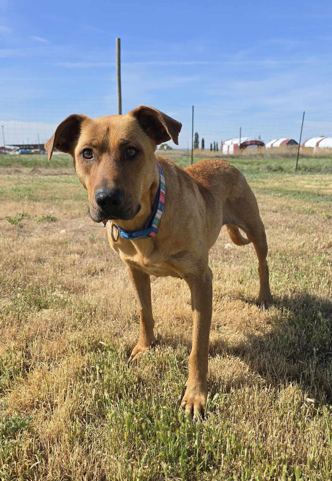 Heartline, a Adoptable Mixed Breed in Othello, WA image 4/5