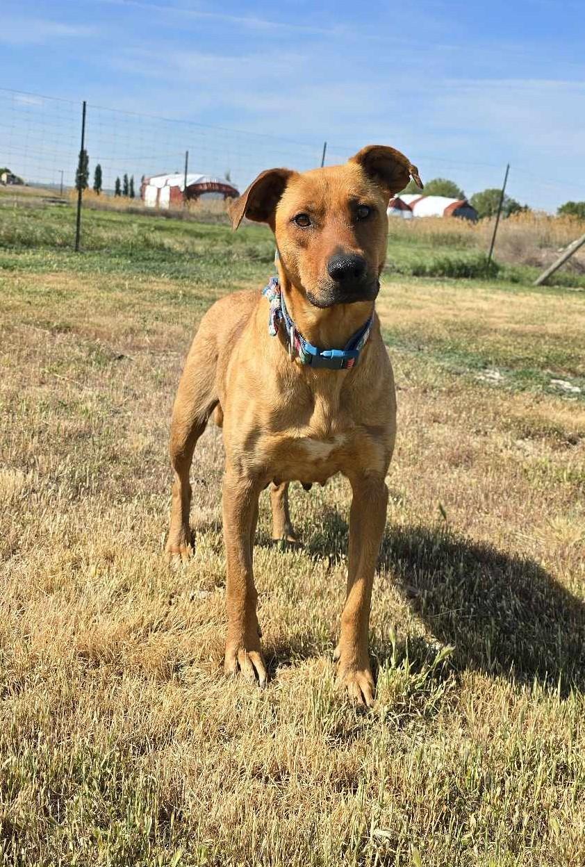 Heartline, a Adoptable Mixed Breed in Othello, WA image 5/5