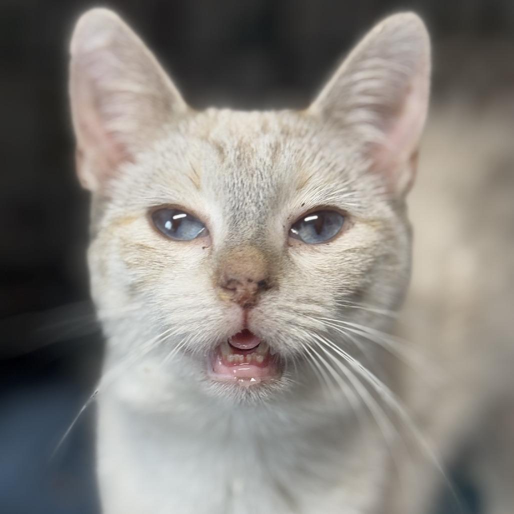 Rafiki, Adoptable, Young Female Siamese.