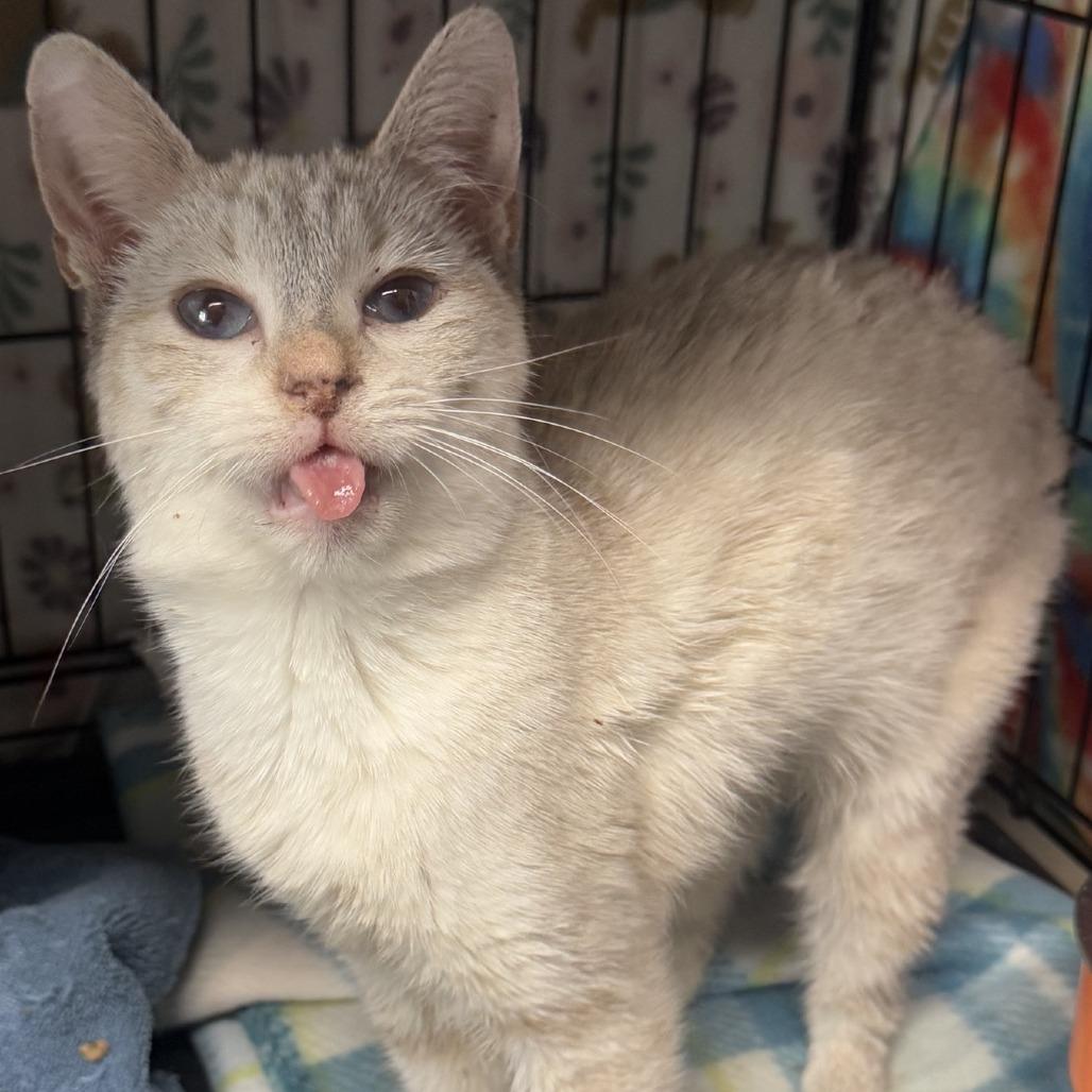 Enlarge Rafiki, a Adoptable Siamese in Ridgely, MD image 2/5