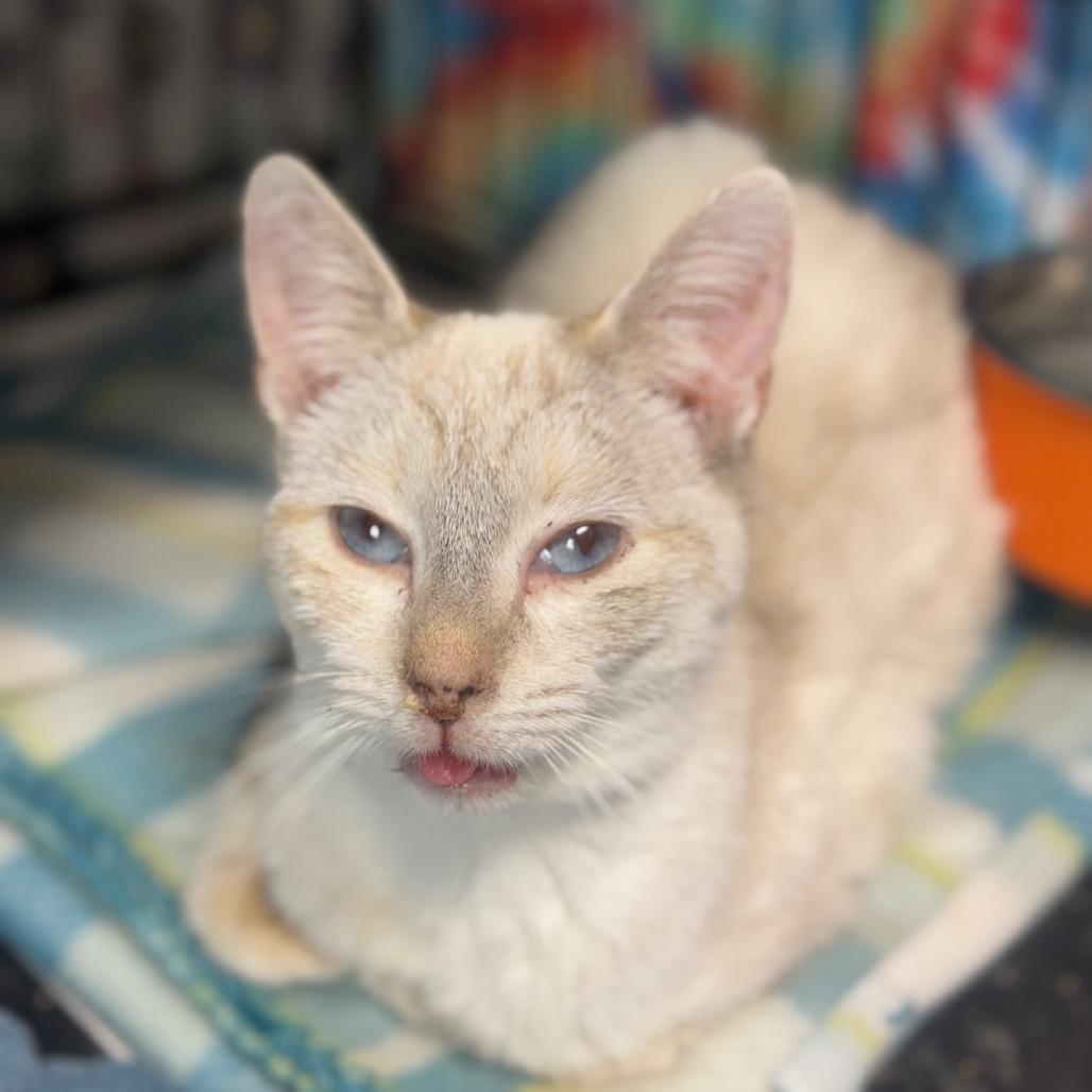Enlarge Rafiki, a Adoptable Siamese in Ridgely, MD image 3/5