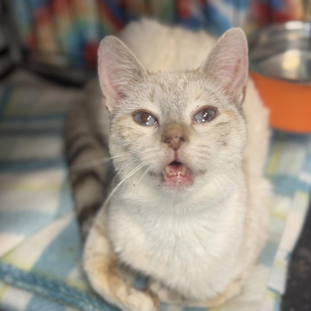 Enlarge Rafiki, a Adoptable Siamese in Ridgely, MD image 4/5