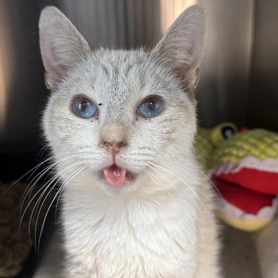 Enlarge Rafiki, a Adoptable Siamese in Ridgely, MD image 5/5