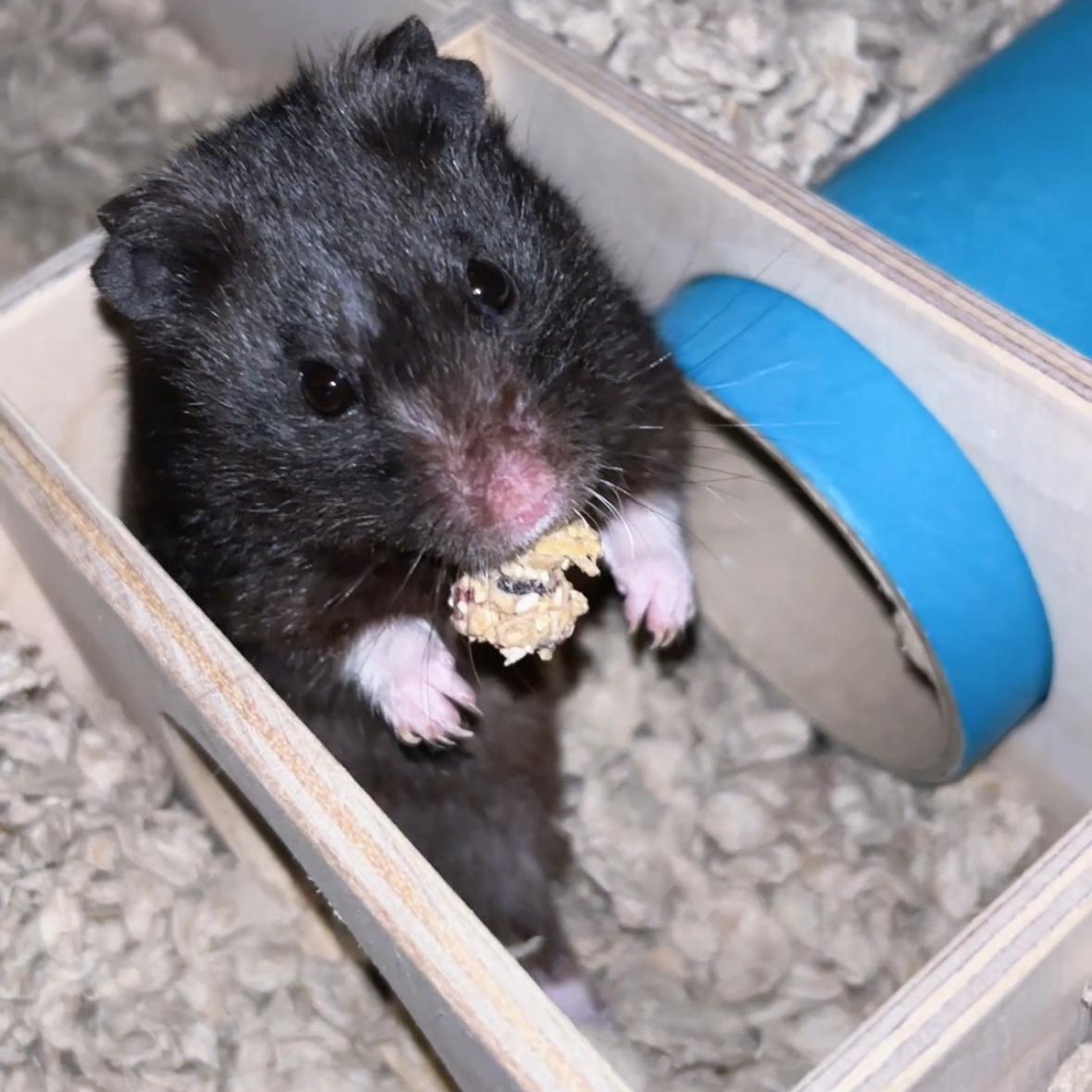 Enlarge Bear, a ADOPTABLE Hamster in CHARLOTTE, NC image 3/3