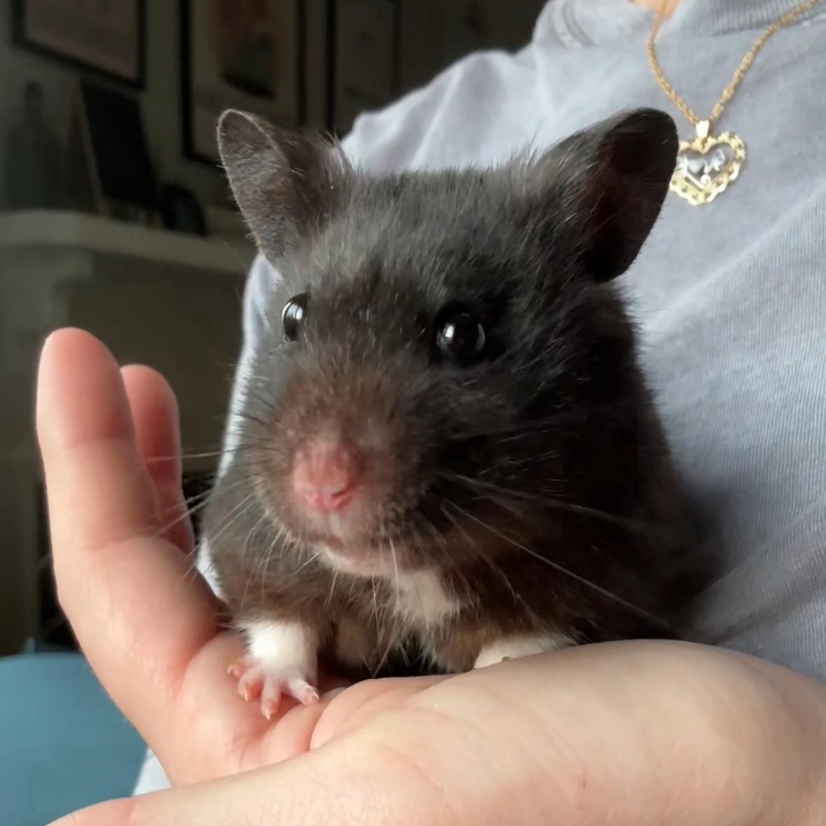 Enlarge Bear, a ADOPTABLE Hamster in CHARLOTTE, NC image 1/3