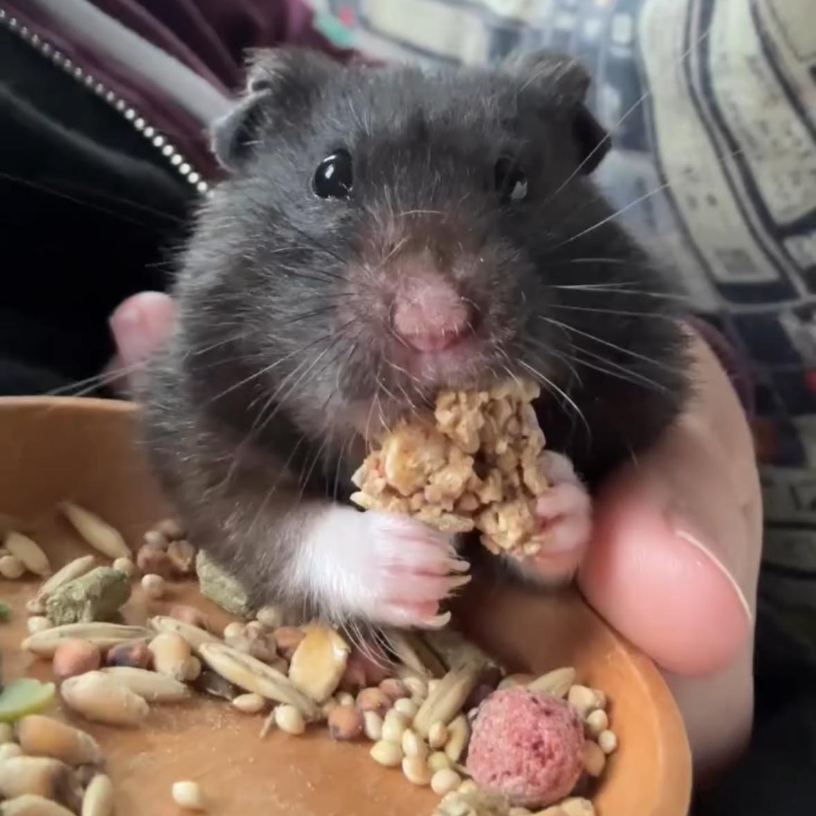 Enlarge Bear, a ADOPTABLE Hamster in CHARLOTTE, NC image 2/3