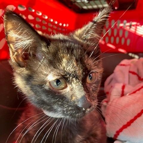 Enlarge Amethyst - Chow Hound Northland, a Adoptable Domestic Short Hair in Grand Rapids, MI image 1/1