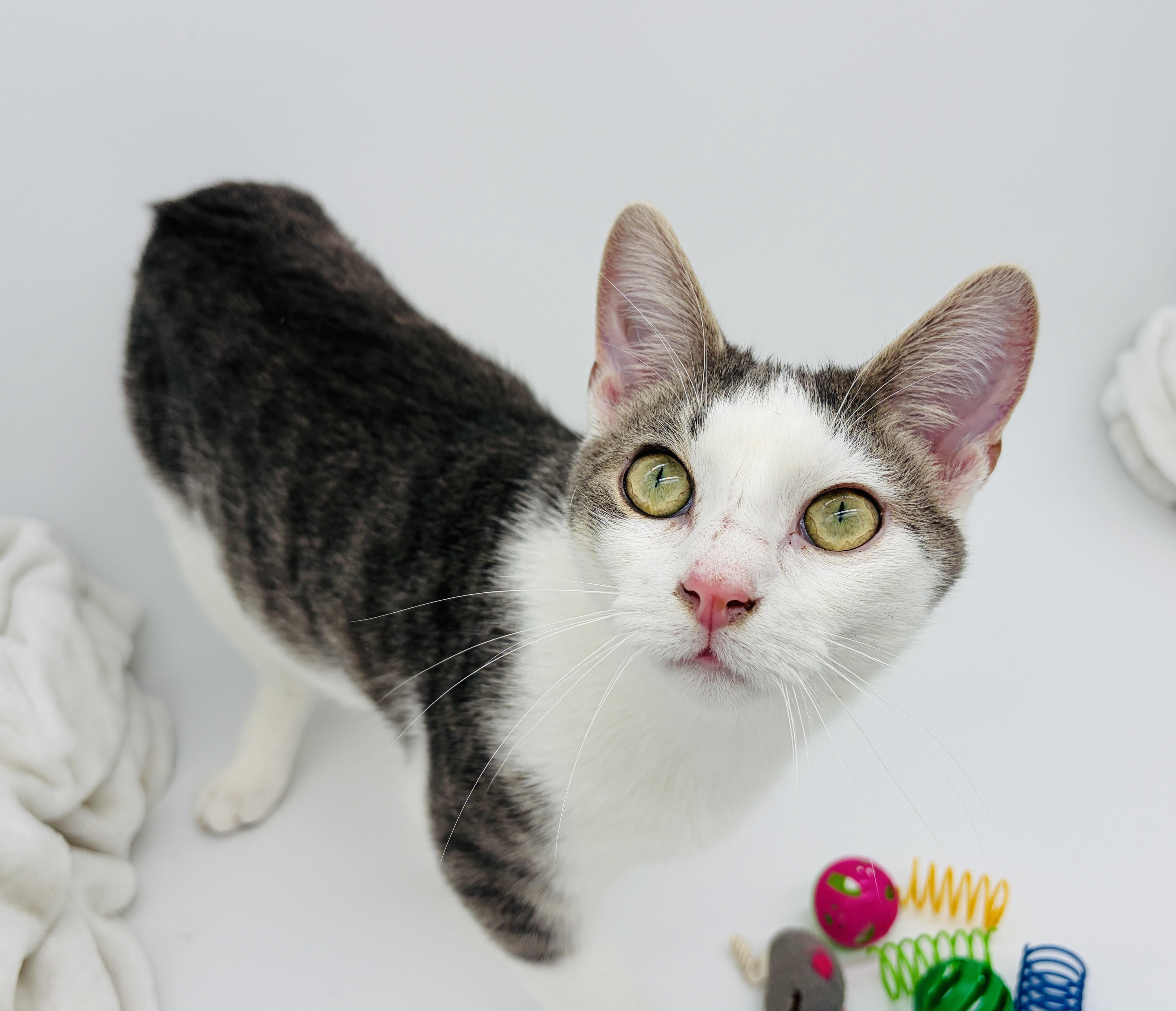 Enlarge Thumper, a Adoptable Domestic Short Hair in Waterbury, CT image 1/6