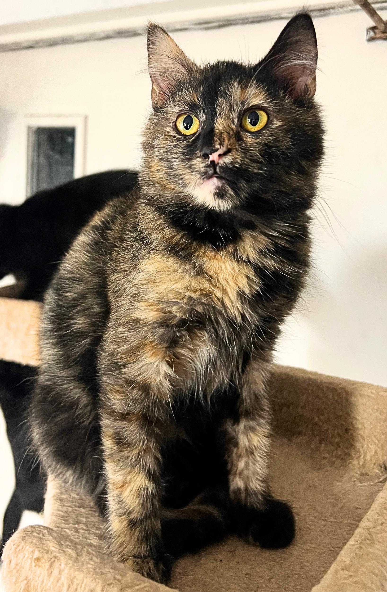 Brookie a playful cookie! , a Adoptable Tortoiseshell in The Dalles, OR image 1/4