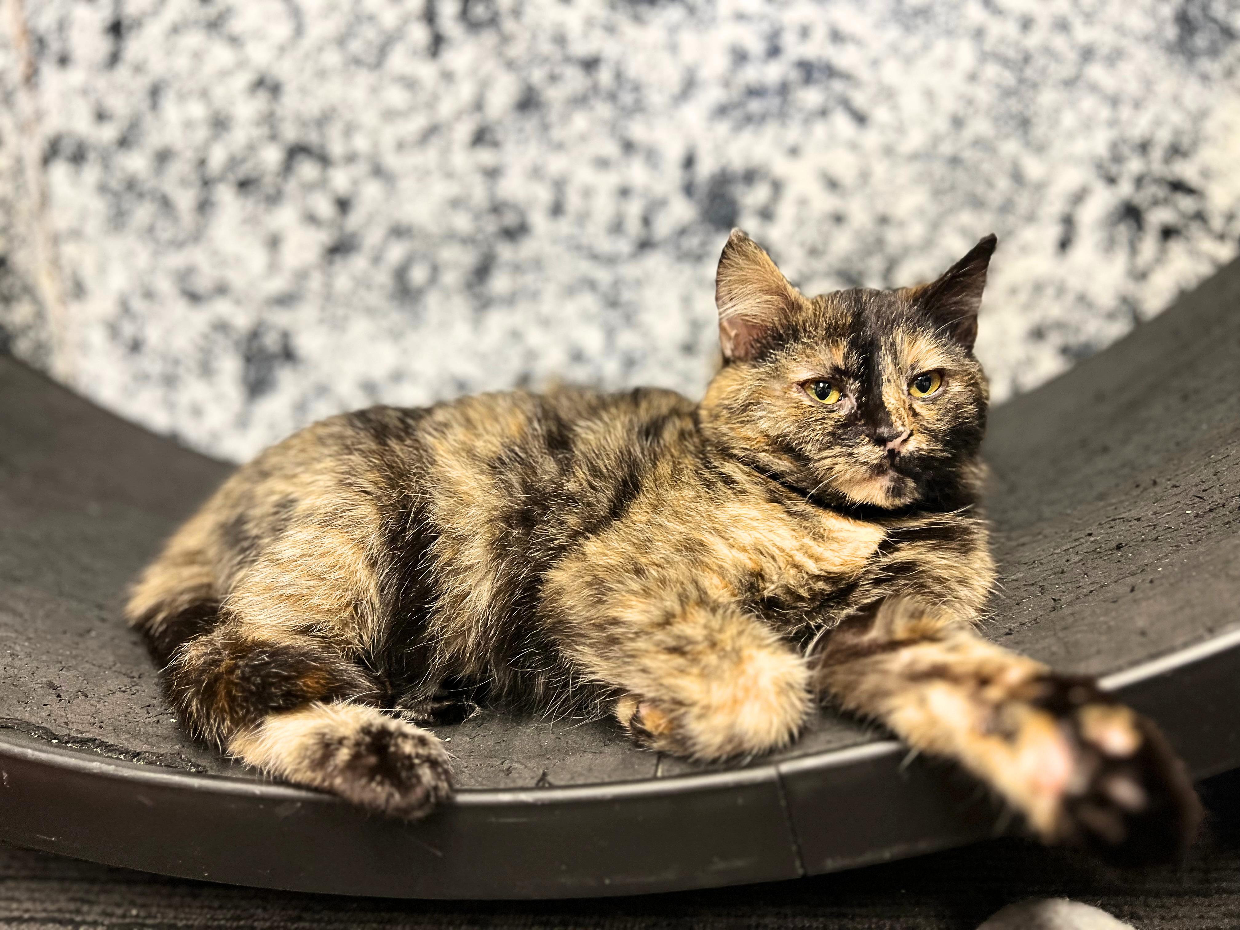 Brookie a playful cookie! , a Adoptable Tortoiseshell in The Dalles, OR image 3/4