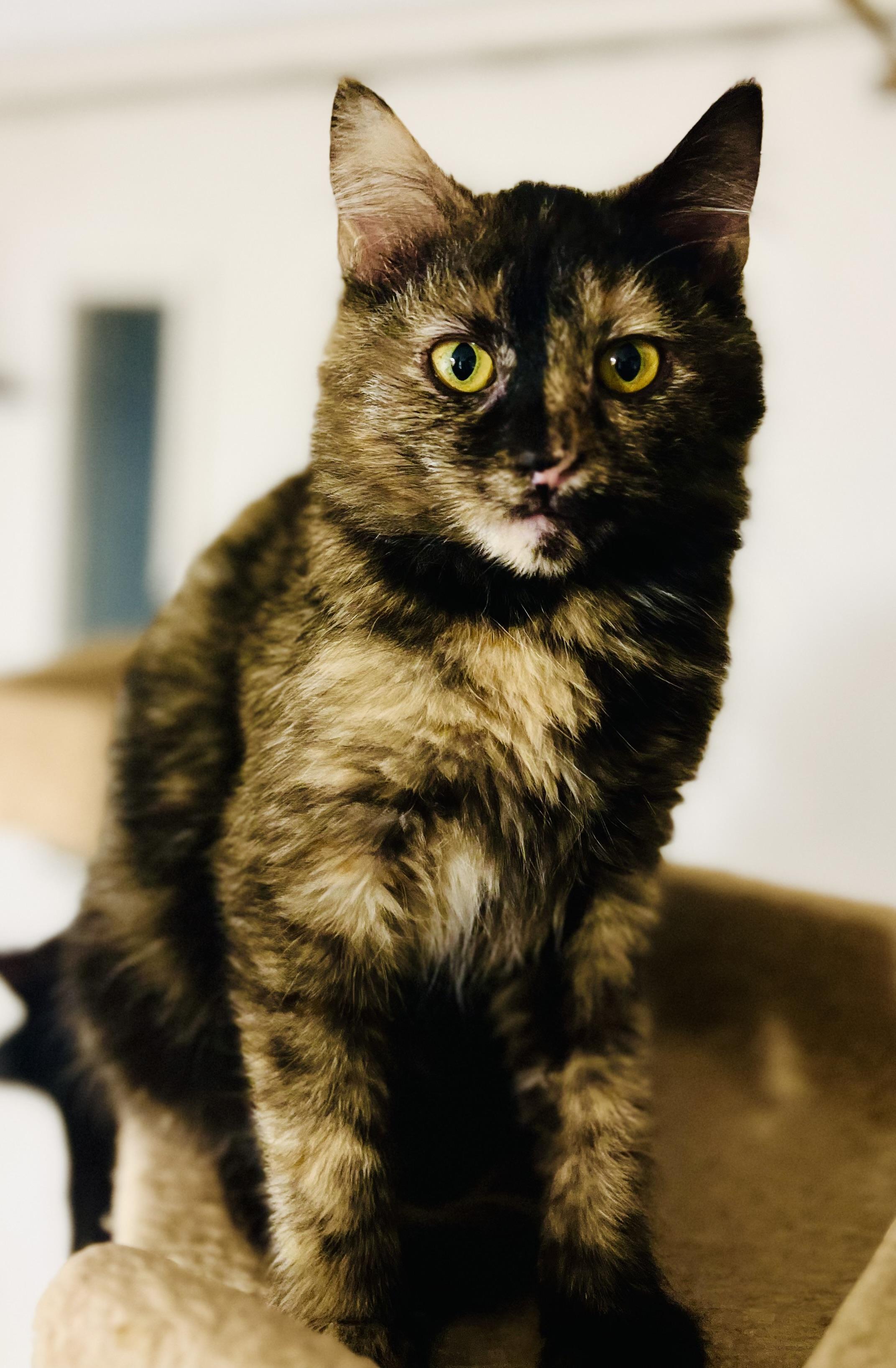 Brookie a playful cookie! , a Adoptable Tortoiseshell in The Dalles, OR image 2/4