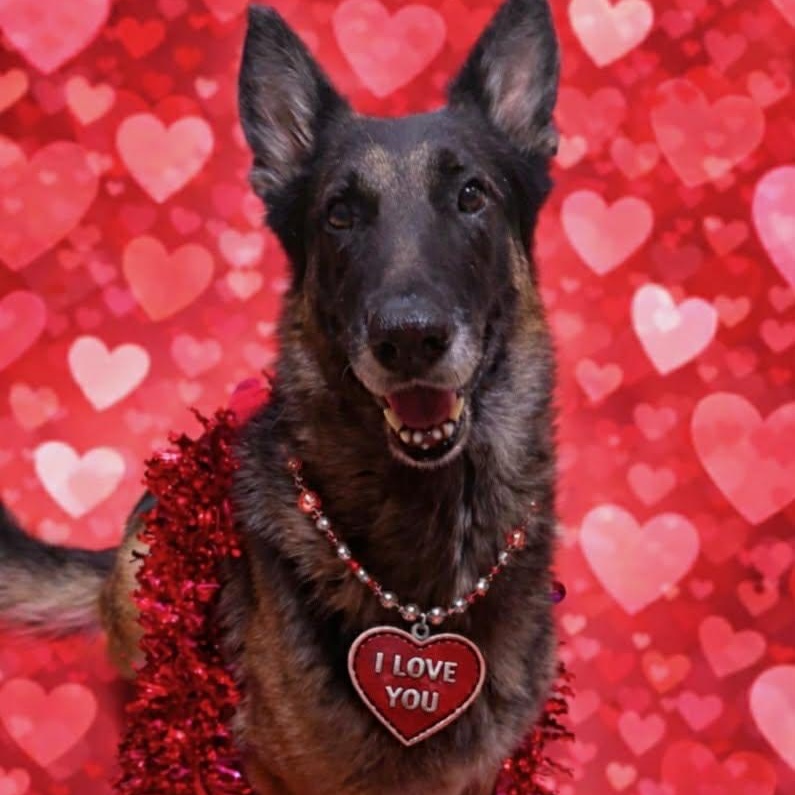 SULTAN GS — thumbnail 3