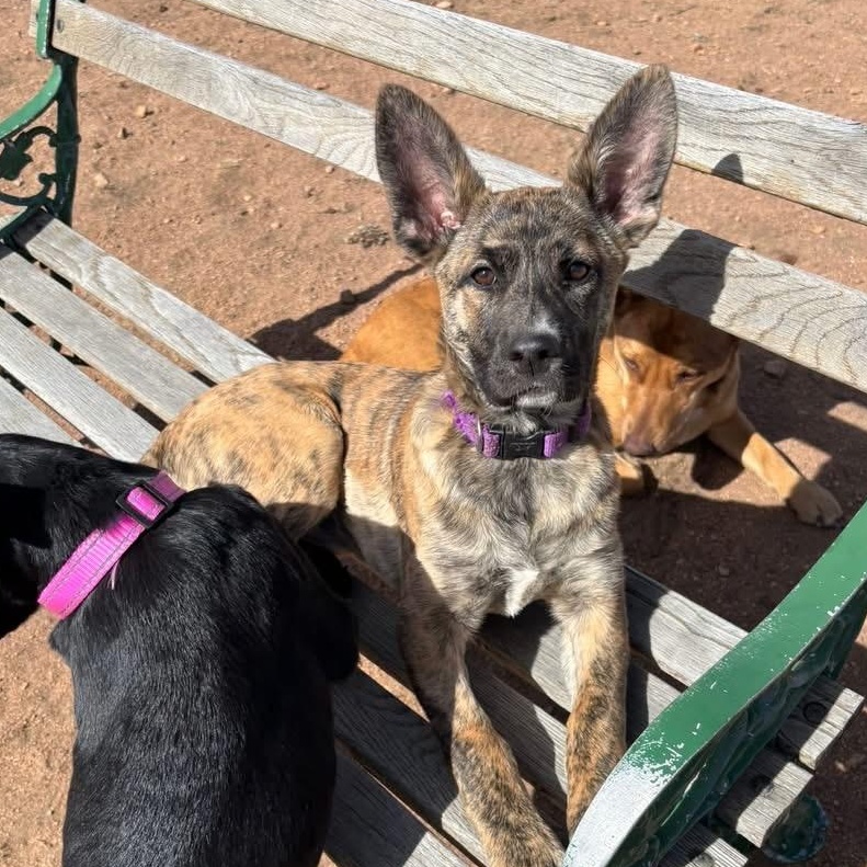 Enlarge Bailey, a ADOPTABLE mixed breed in Estes Park, CO image 1/2