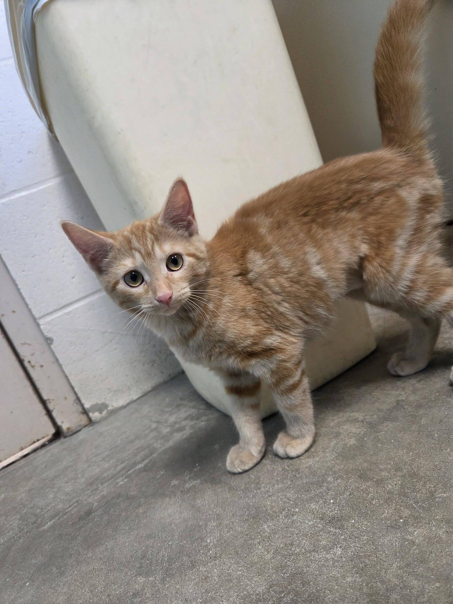 Enlarge Piggy, a Adopted Domestic Short Hair in Chilton, WI image 1/4