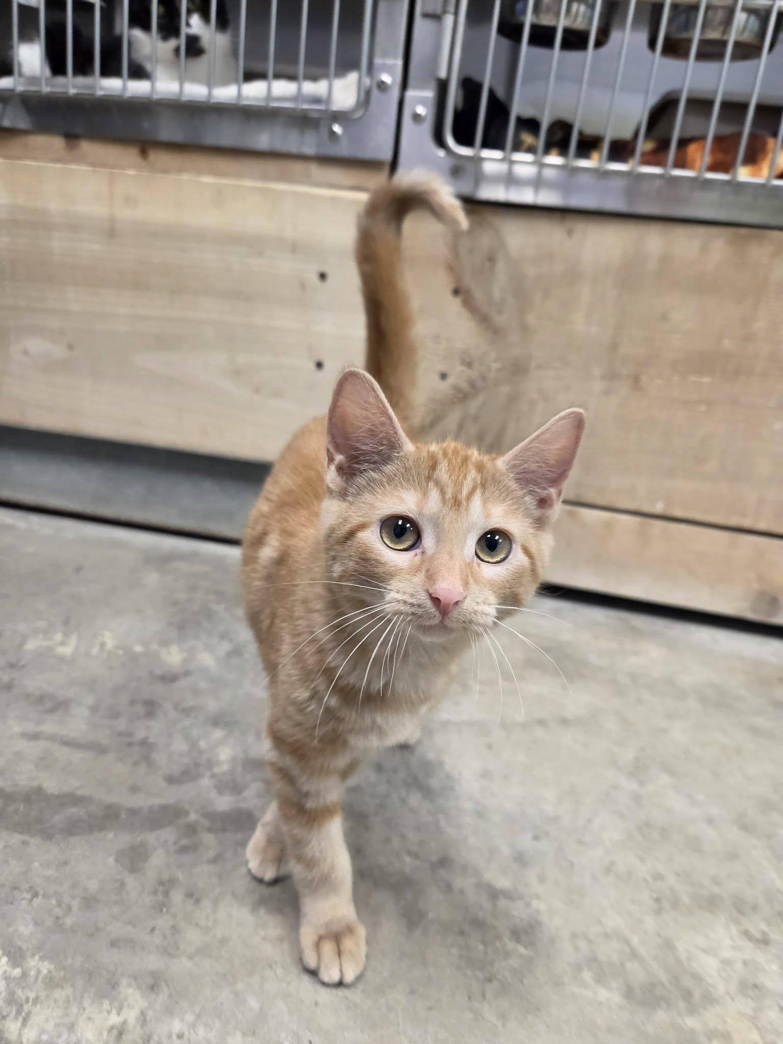 Enlarge Piggy, a Adopted Domestic Short Hair in Chilton, WI image 3/4