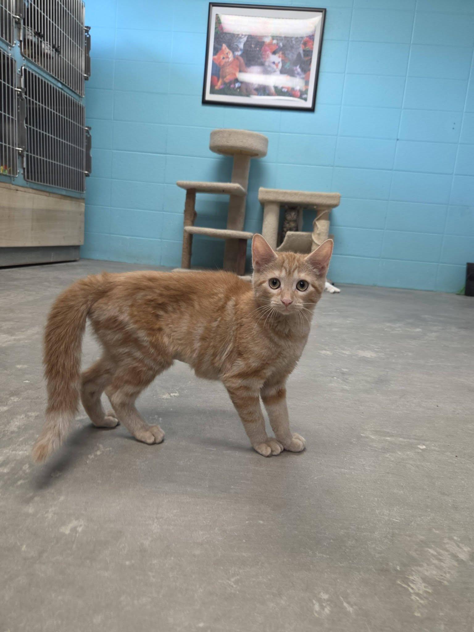 Enlarge Piggy, a Adopted Domestic Short Hair in Chilton, WI image 2/4