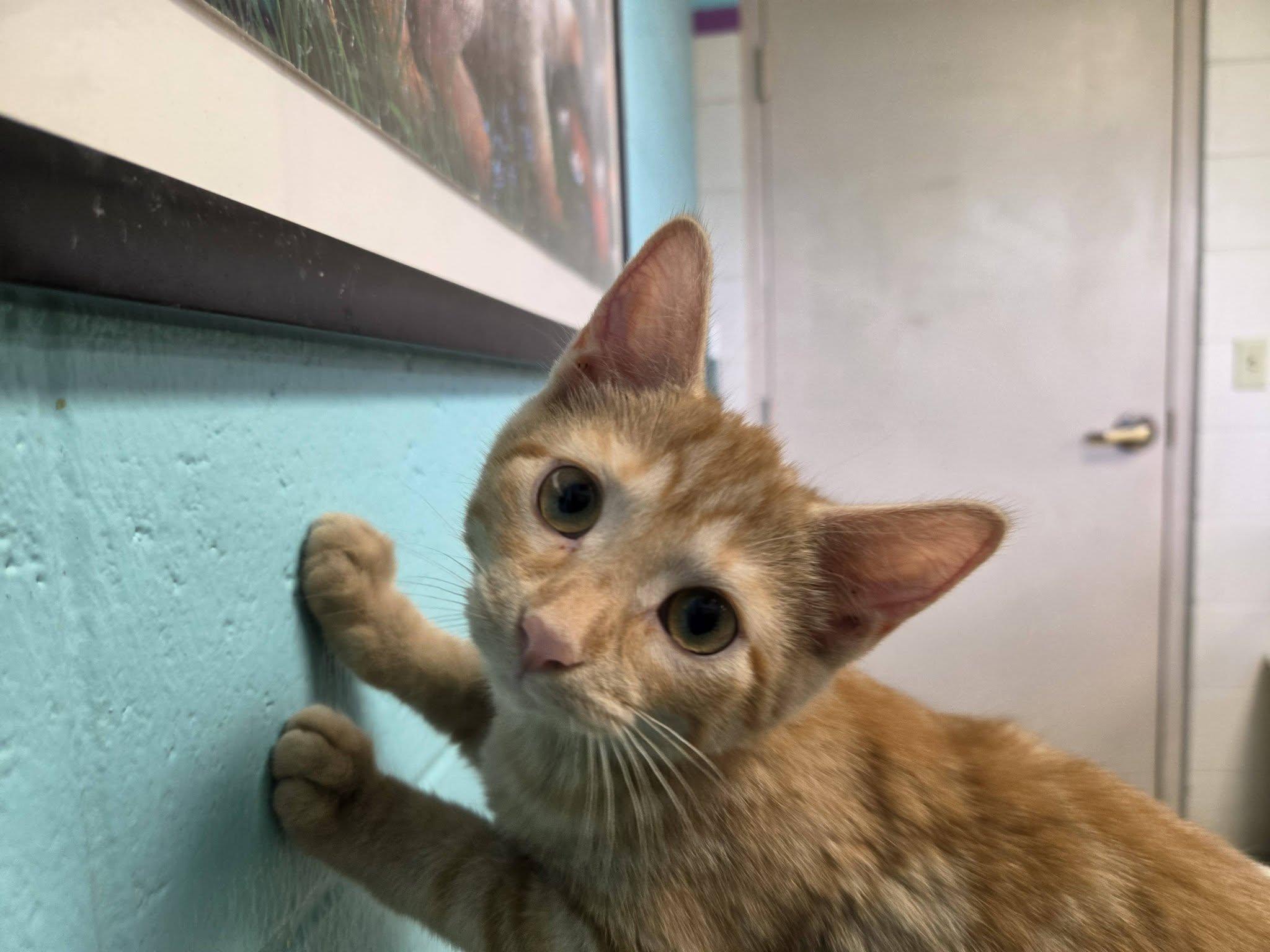 Enlarge Piggy, a Adopted Domestic Short Hair in Chilton, WI image 4/4