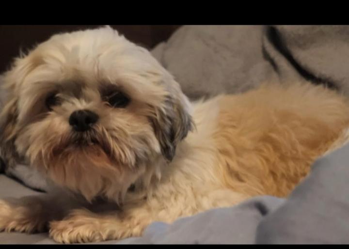 Jozzie, Adoptable, Adult Female Shih Tzu.