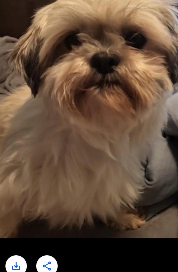 Jozzie, a Adoptable Shih Tzu in Sioux Falls, SD image 2/2