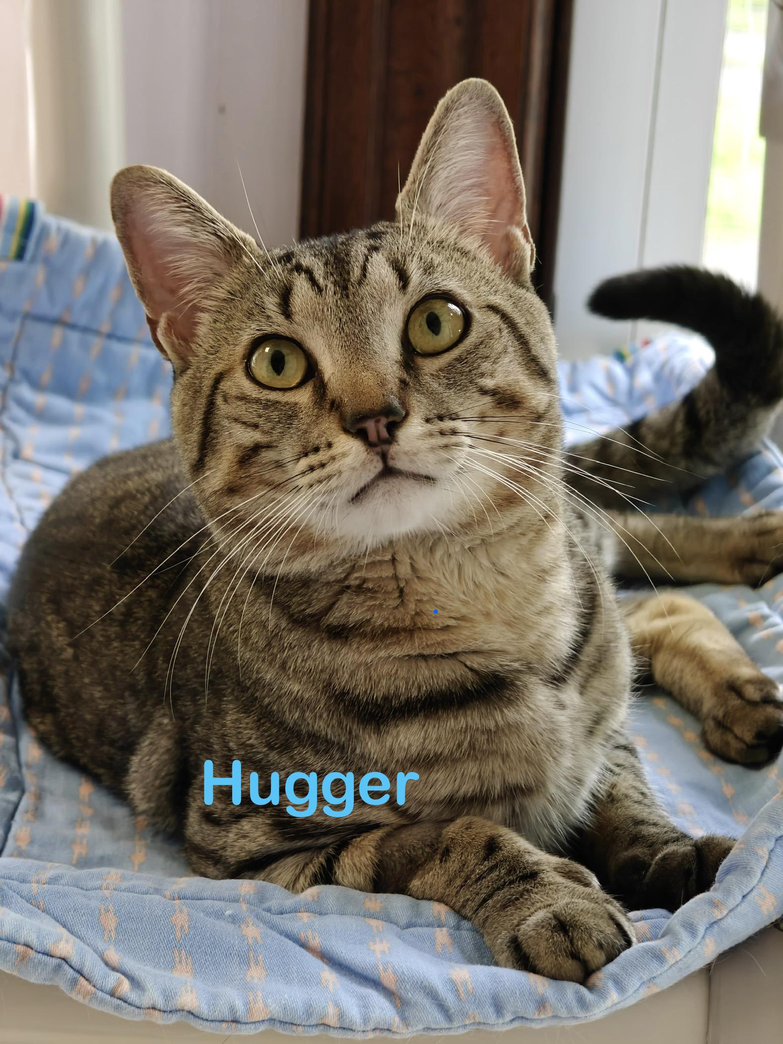 Hugger, ADOPTABLE, Adult Male Domestic Short Hair.