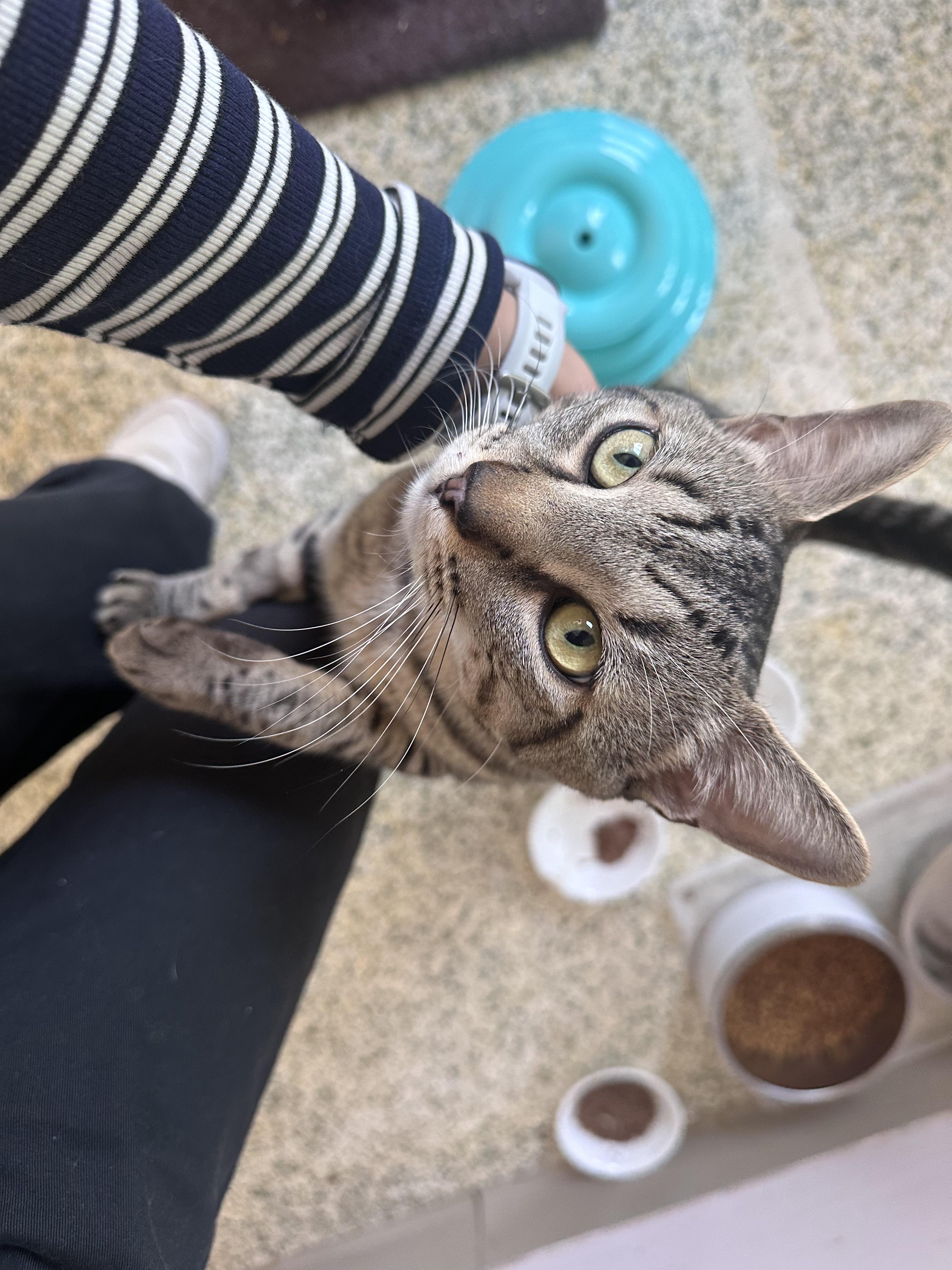 Hugger, a ADOPTABLE Domestic Short Hair in New Britain, CT image 2/6