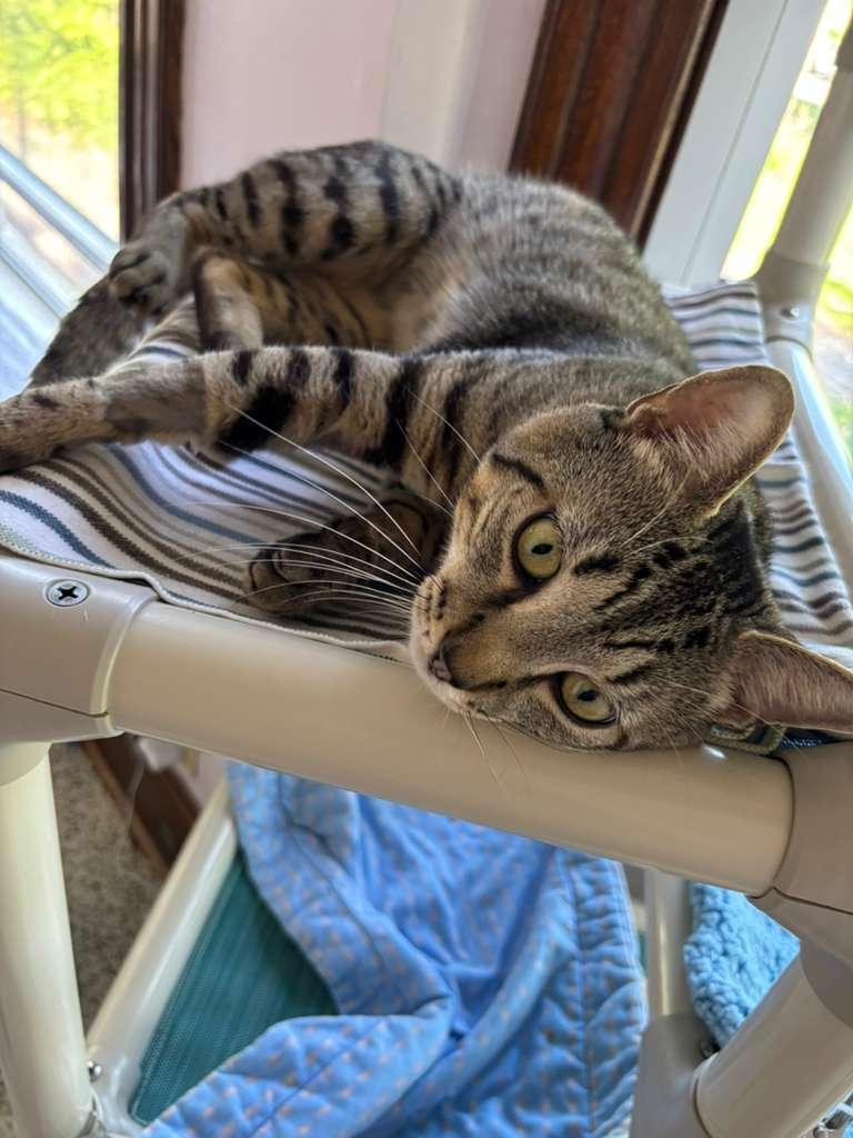 Hugger, a ADOPTABLE Domestic Short Hair in New Britain, CT image 5/6