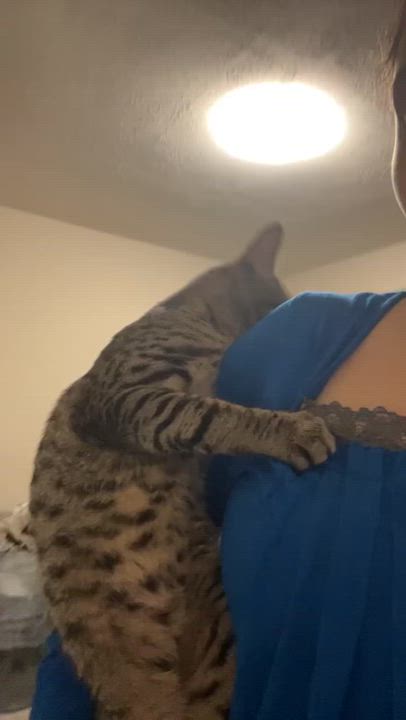 Enlarge Hugger, a ADOPTABLE Domestic Short Hair in New Britain, CT video 3/6