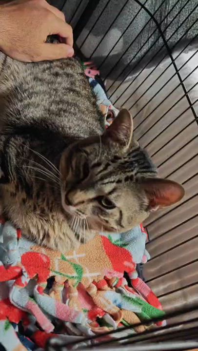 Enlarge Hugger, a ADOPTABLE Domestic Short Hair in New Britain, CT video 6/6
