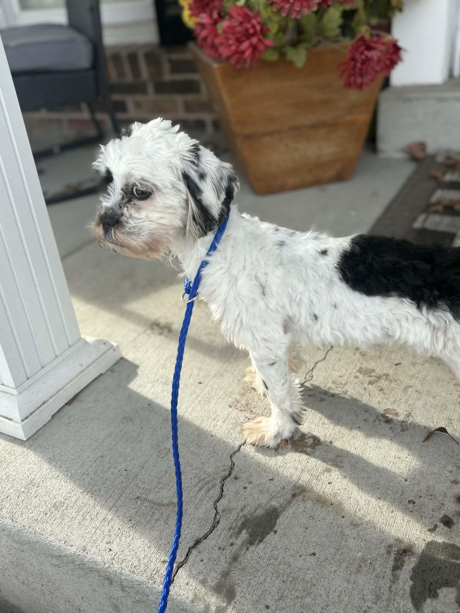 Milo Springfield , Adoptable, Young Male Shih Tzu & French Bulldog.