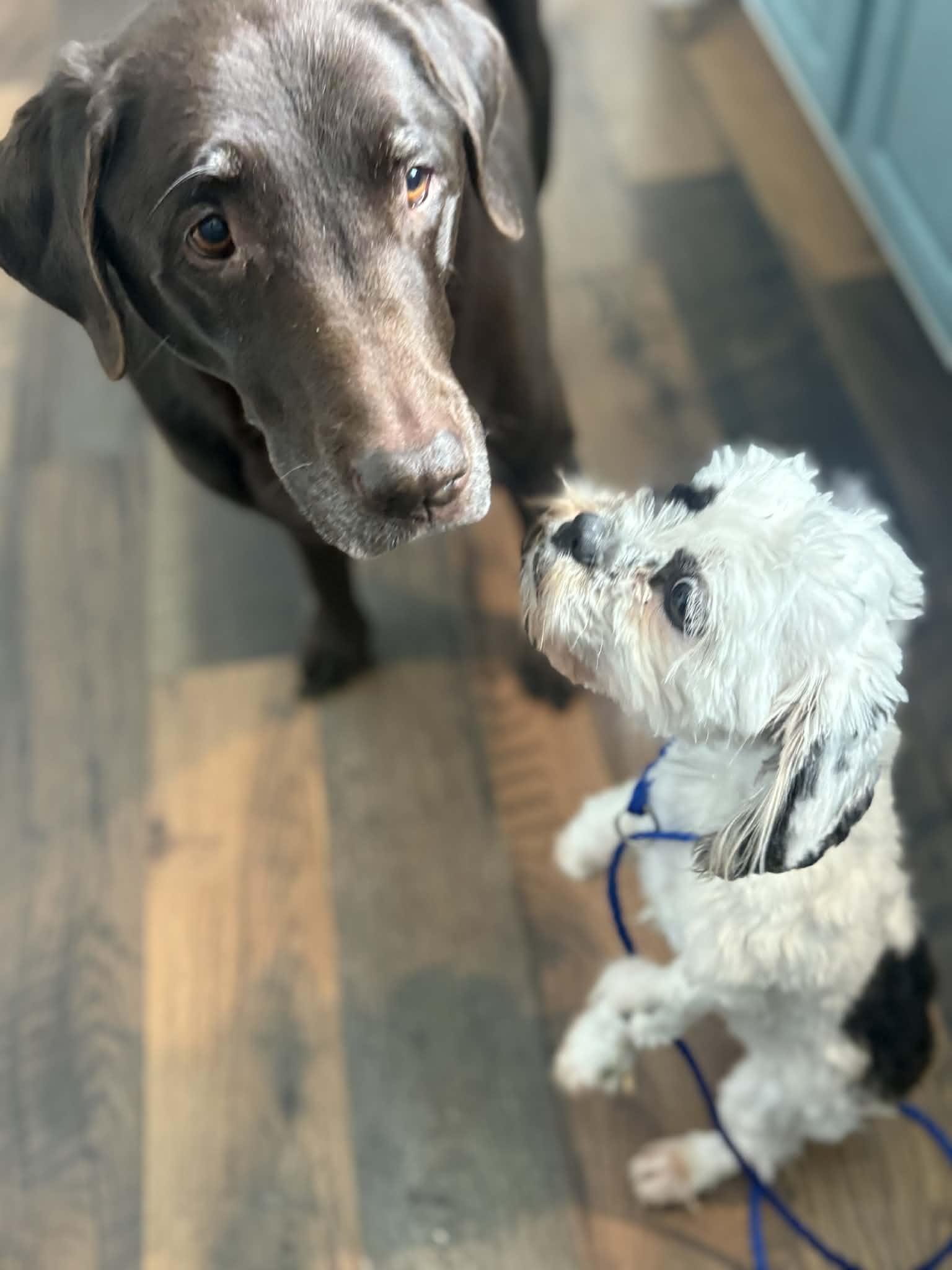 Enlarge Milo Springfield , a Adoptable mixed breed in Springfield , IL image 3/5