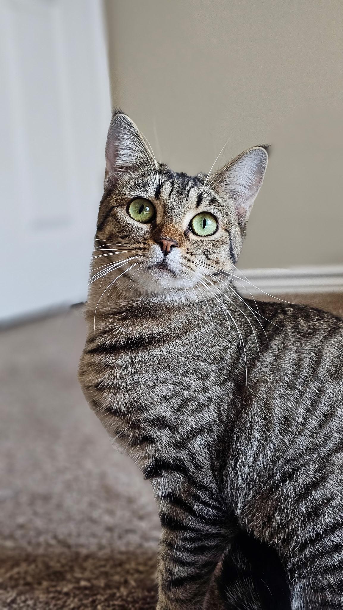 Zira, a ADOPTABLE Domestic Short Hair in Fort Worth, TX image 1/2
