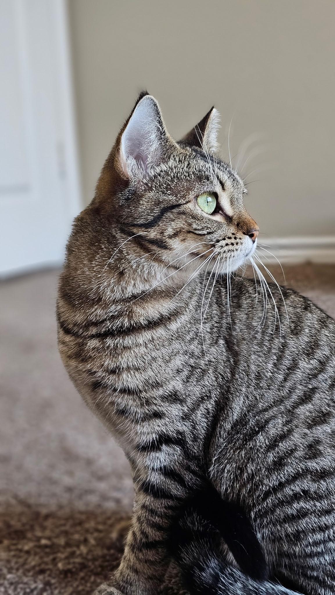 Zira, a ADOPTABLE Domestic Short Hair in Fort Worth, TX image 2/2