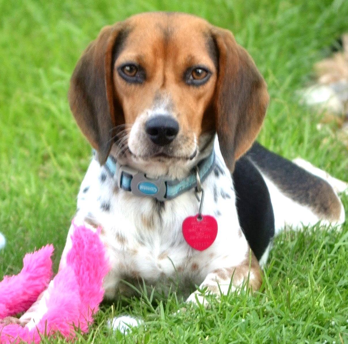 Enlarge Gemma, a Adoptable Beagle in Dunnellon, FL image 1/3
