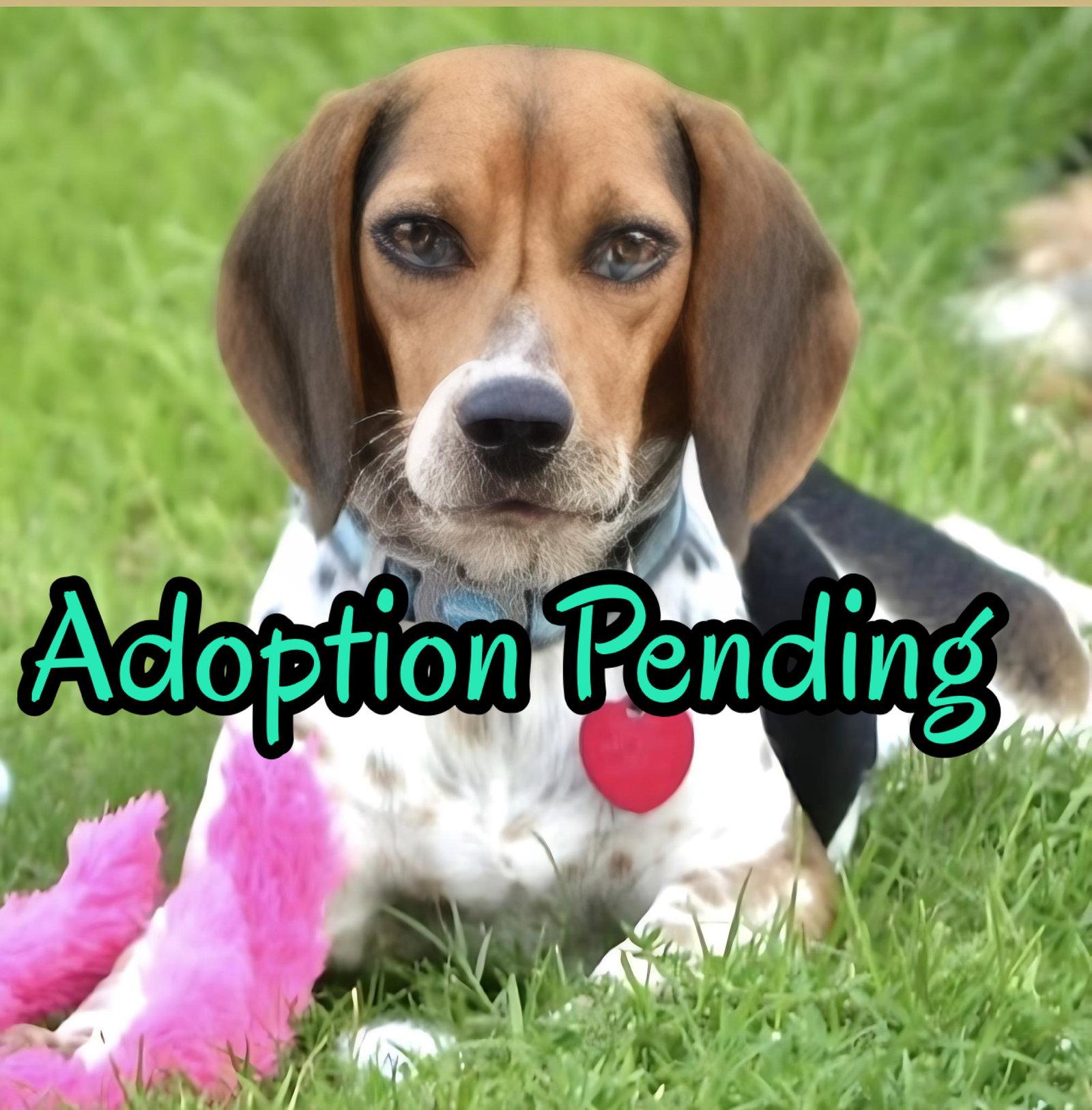 Enlarge Gemma, a Adoptable Beagle in Dunnellon, FL image 2/3