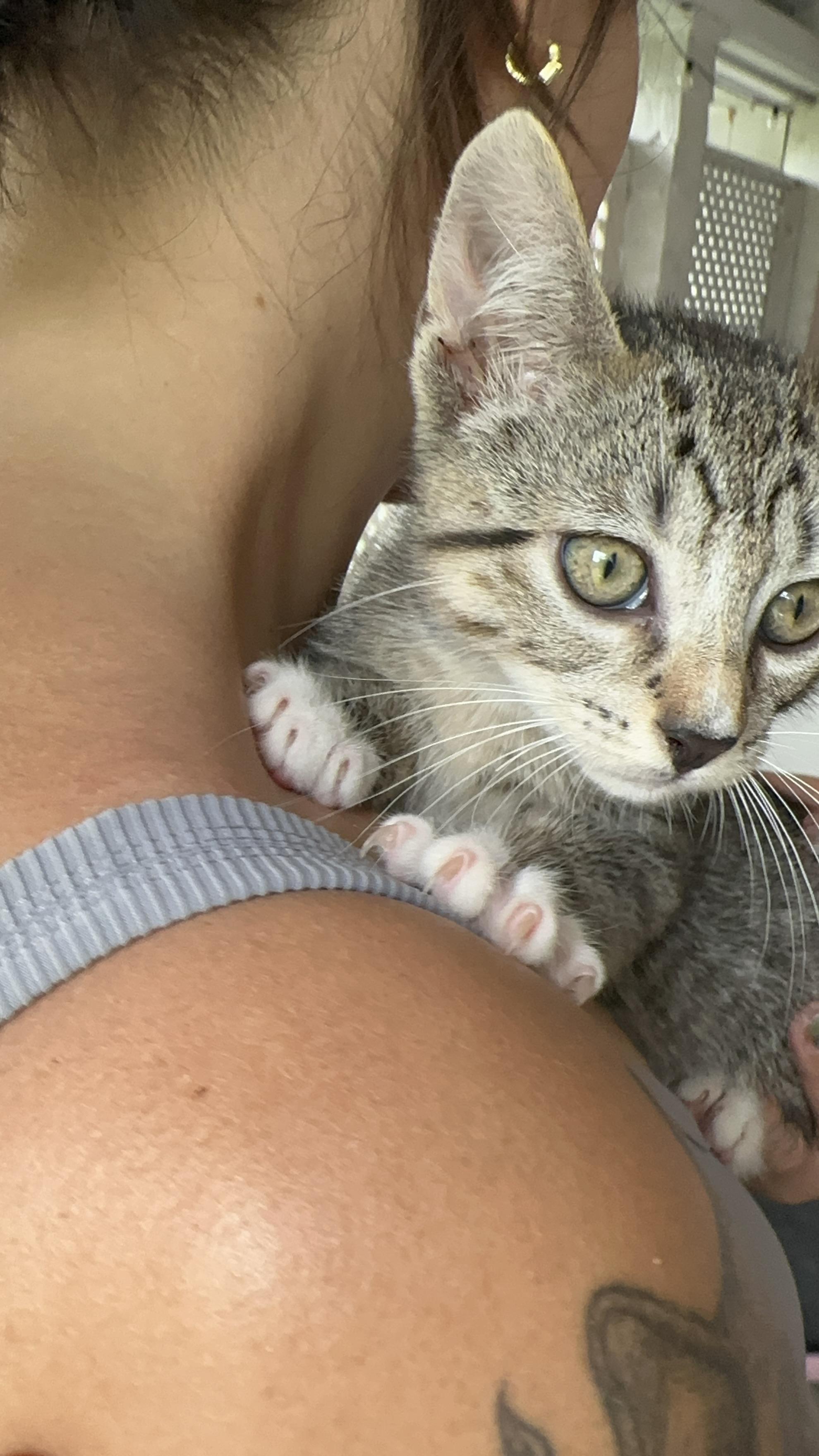 Gumdrop, Adoptable, Kitten Male American Shorthair.
