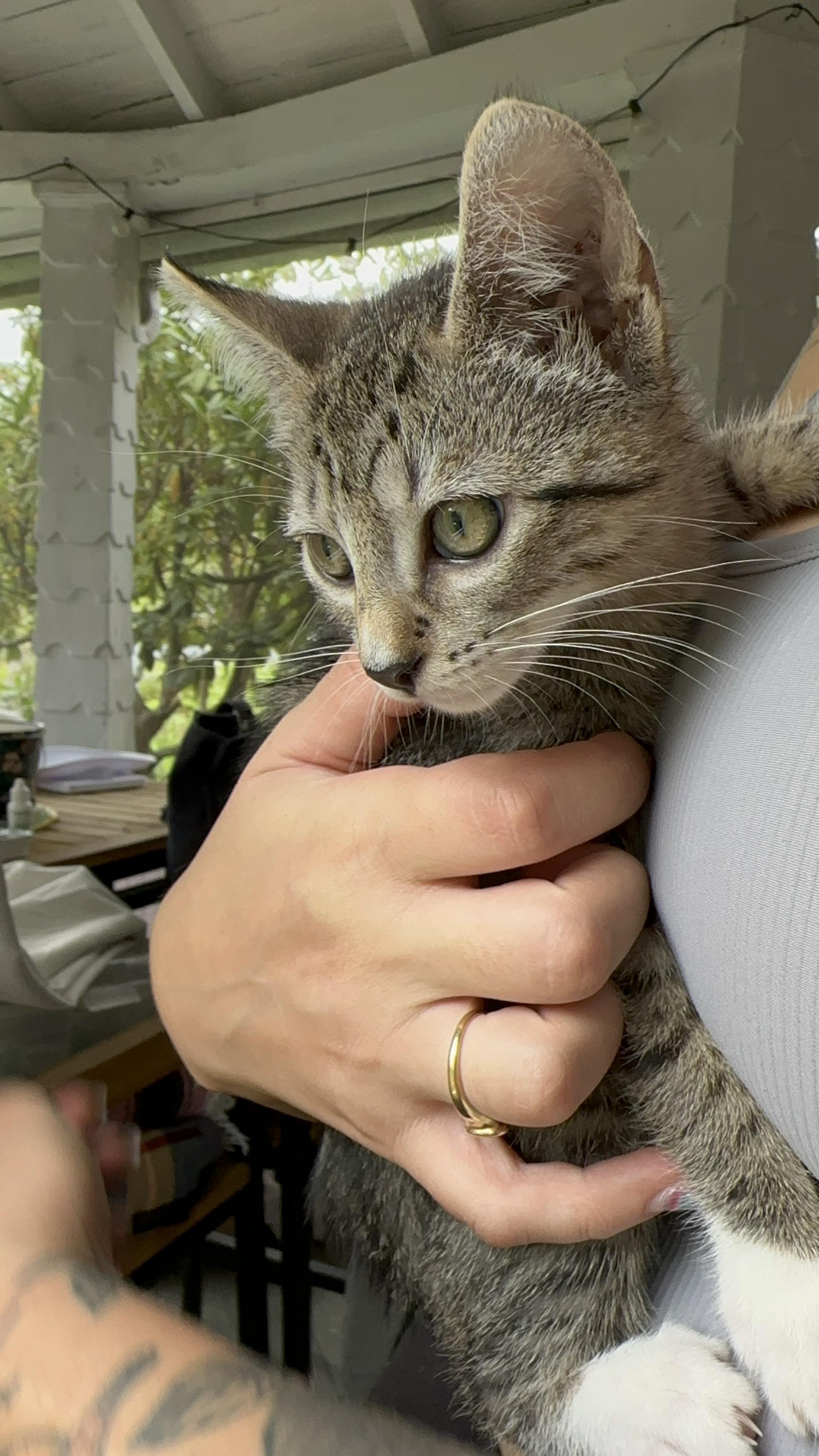 Enlarge Gumdrop, a Adoptable American Shorthair in Wallkill, NY image 4/4