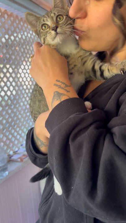 Enlarge Gumdrop, a Adoptable American Shorthair in Wallkill, NY video 2/4