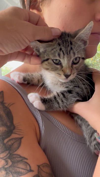 Enlarge Gumdrop, a Adoptable American Shorthair in Wallkill, NY video 3/4