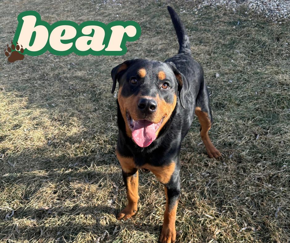 Bear, adopted, Young Male Rottweiler.