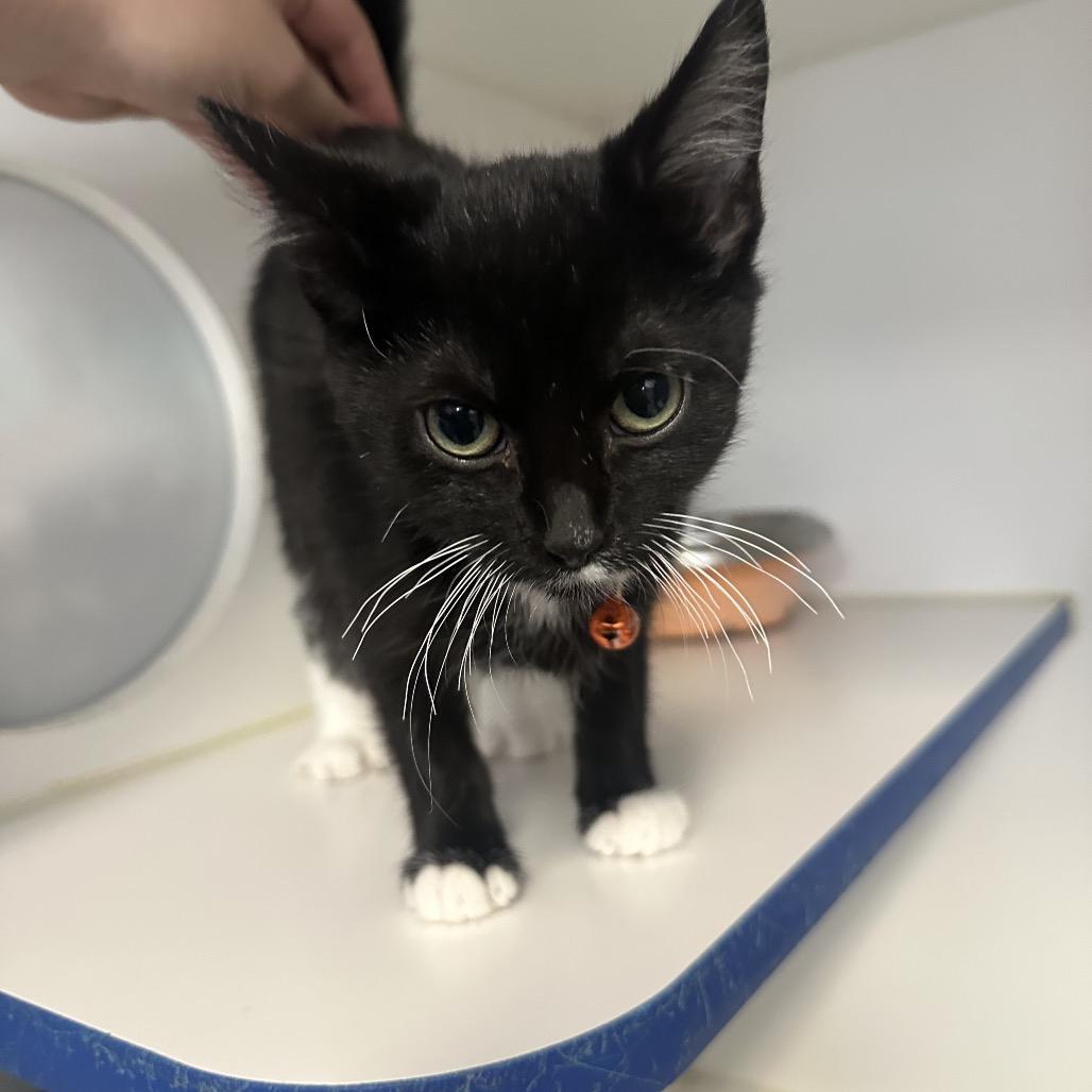 Tommy Pickles, an adopted Domestic Short Hair in Clinton, IL image 2/2